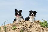 BORDER COLLIE 504